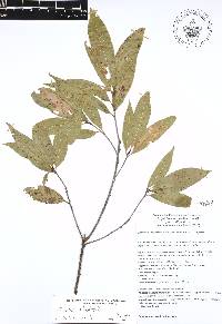 Quercus acherdophylla image