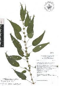 Parietaria macrophylla image