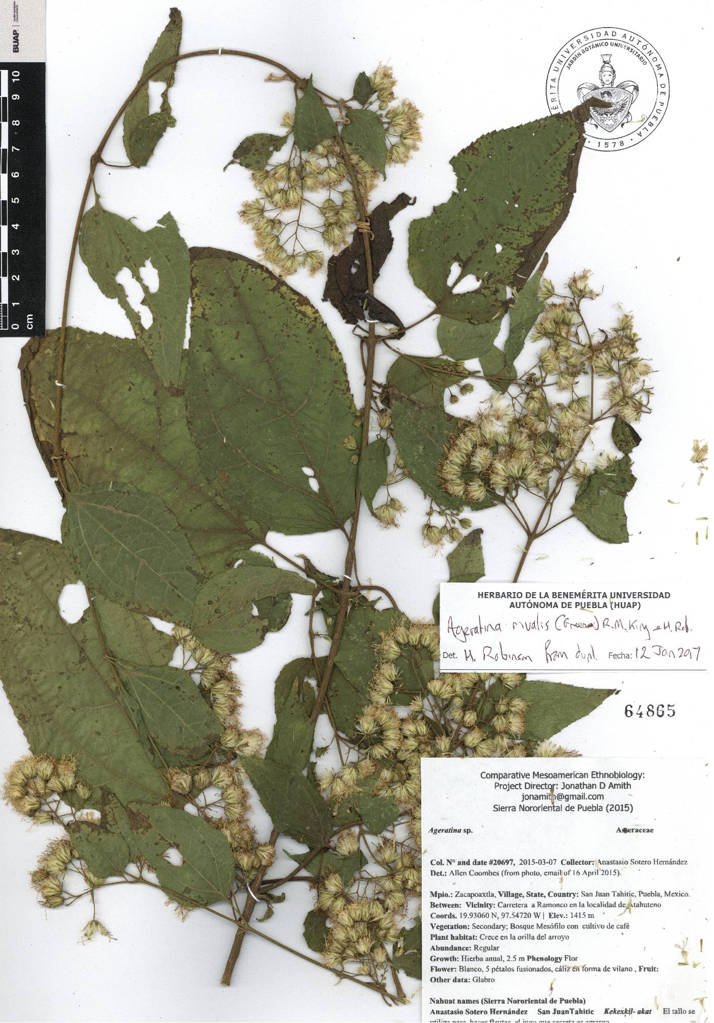 Ageratina rivalis image