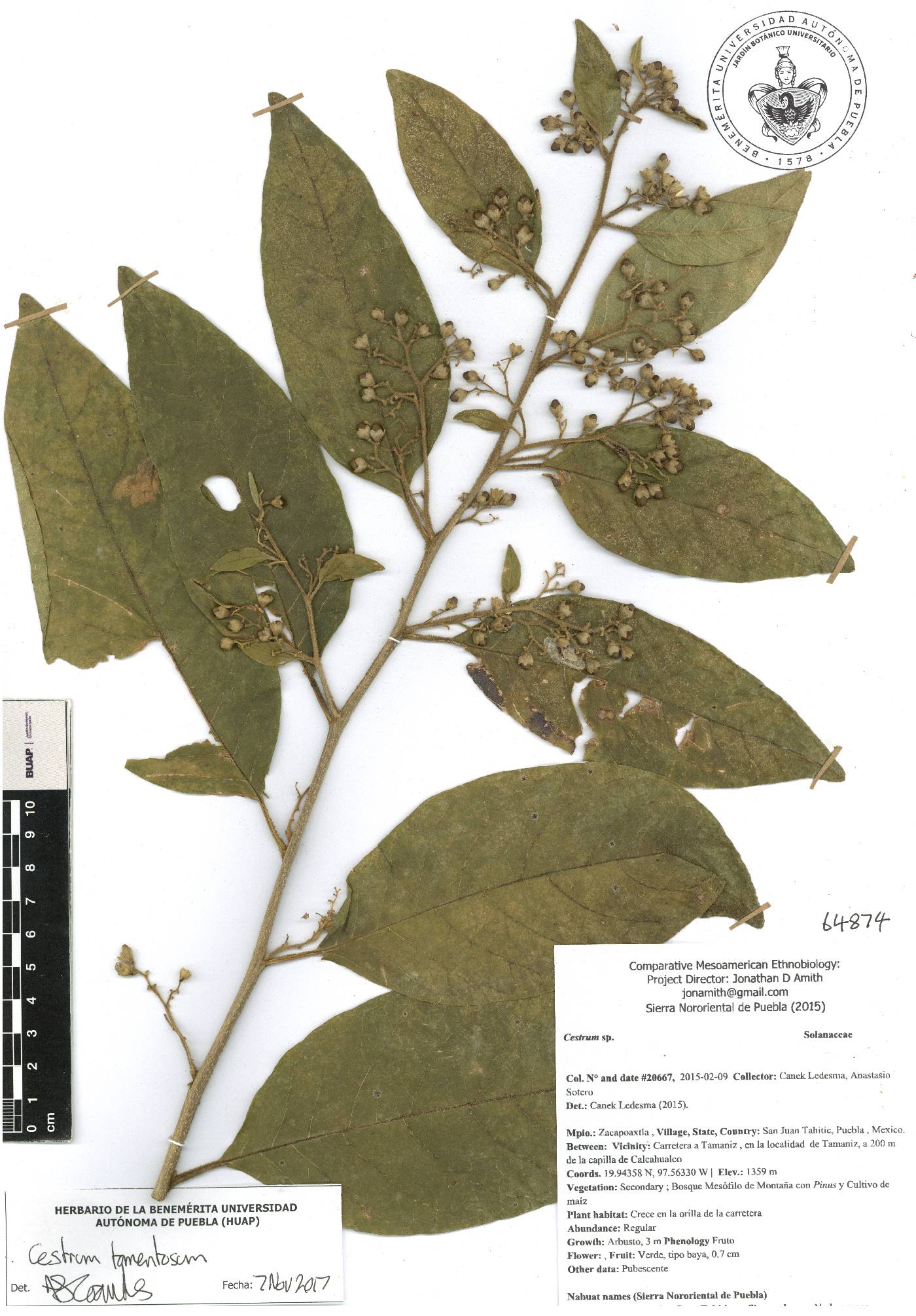 Cestrum tomentosum image