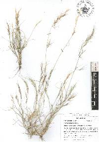 Aristida adscensionis image