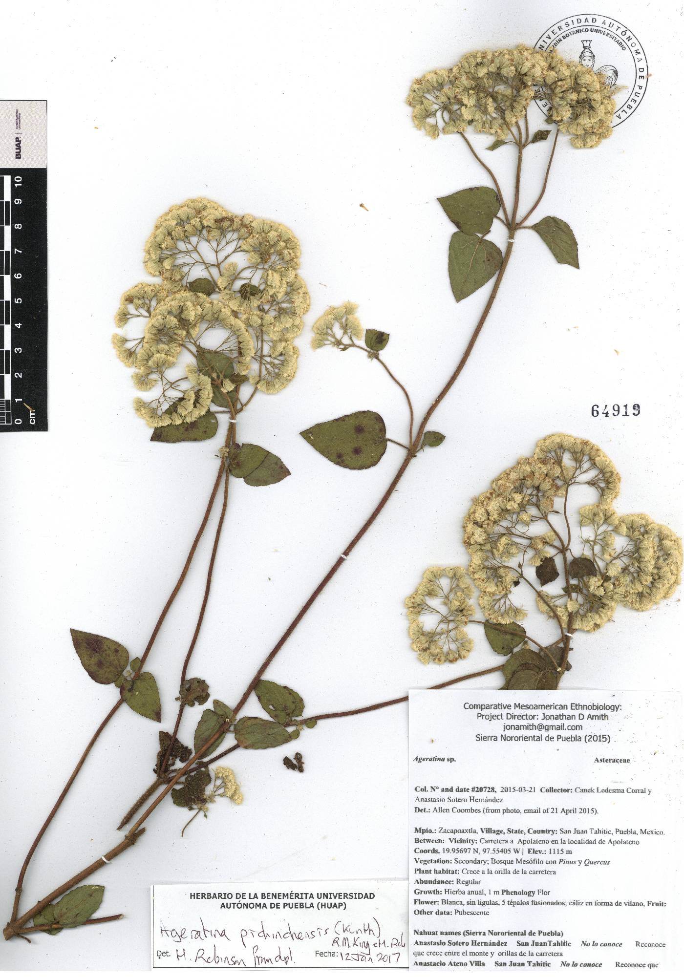 Ageratina pichinchensis image