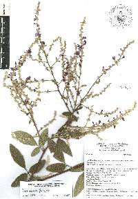 Desmodium plicatum image