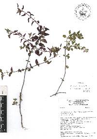 Scutellaria macra image