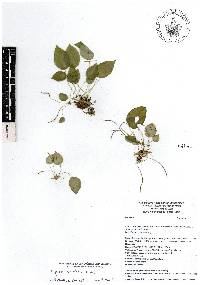 Peperomia tuerckheimii image