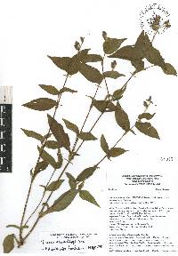 Tinantia erecta image