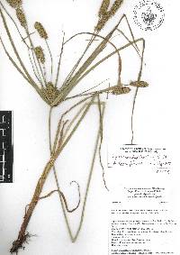 Cyperus hermaphroditus image