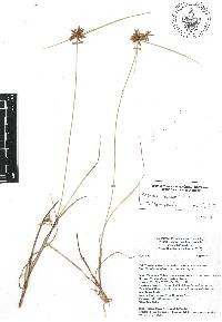 Cyperus lanceolatus image