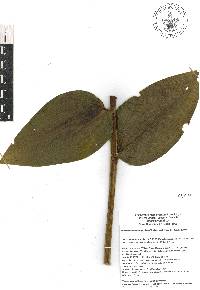 Maianthemum macrophyllum image