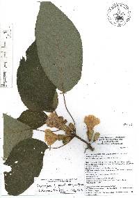 Image of Solenophora glomerata