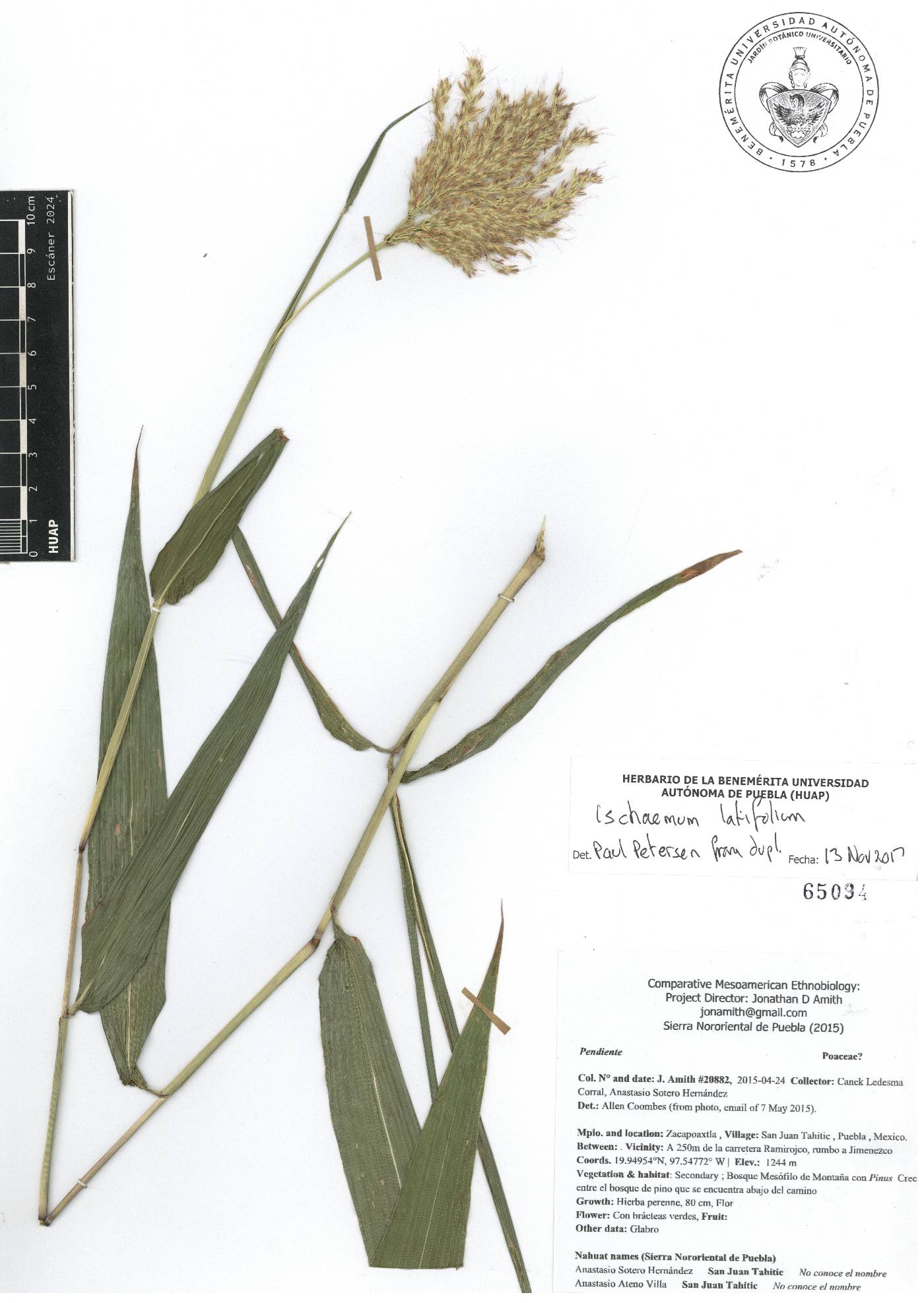 Ischaemum latifolium image