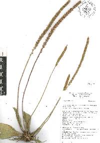 Plantago australis image