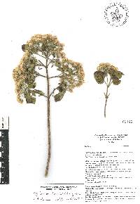 Ageratina mairetiana image