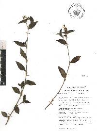 Tradescantia fluminensis image