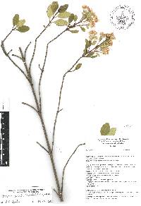 Ageratina glabrata image