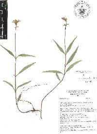 Salvia laevis image