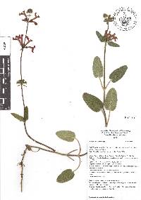 Stachys coccinea image