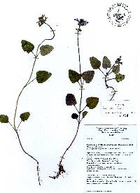 Salvia prunelloides image