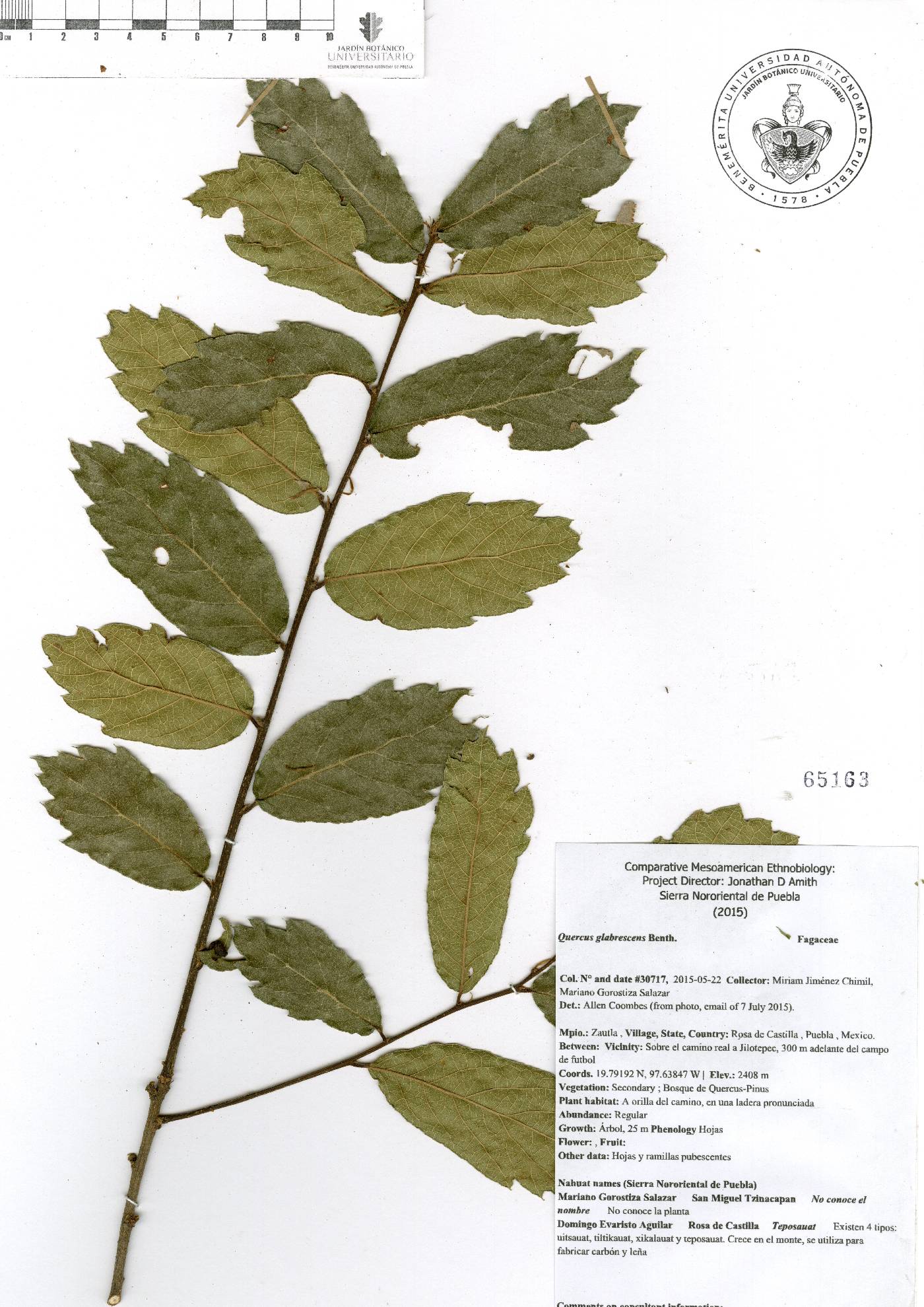 Quercus glabrescens image