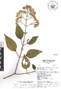 Ageratina mairetiana image