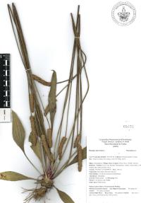 Plantago lanceolata image