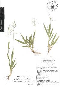 Dichanthelium laxiflorum image