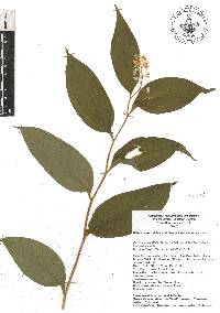 Maianthemum scilloideum image