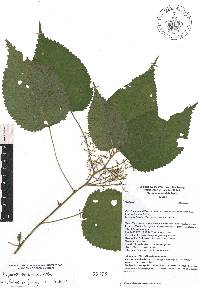 Laportea canadensis image