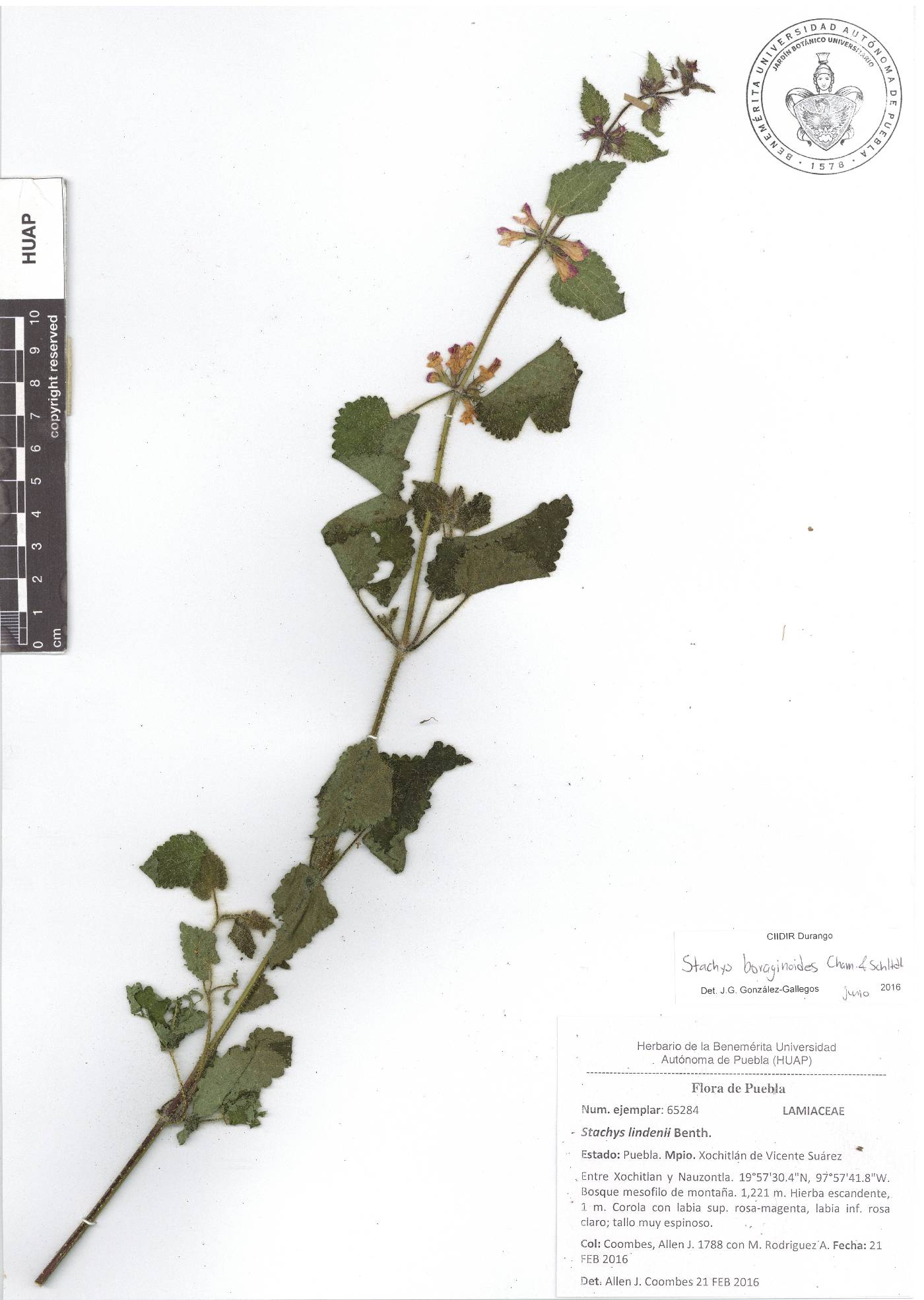 Stachys boraginoides image