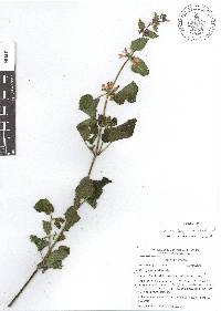 Stachys boraginoides image