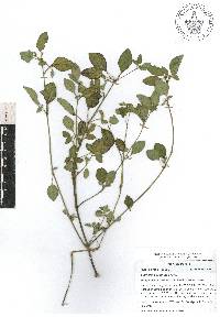 Euphorbia graminea image