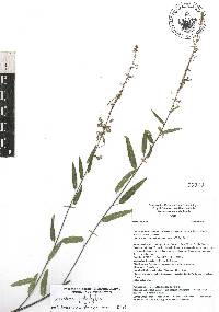 Desmodium psilophyllum image