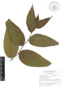 Ulmus mexicana image