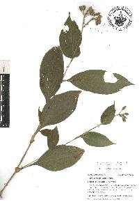 Tinantia erecta image