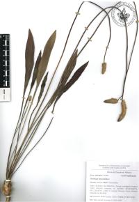 Plantago lanceolata image