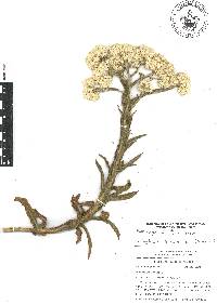 Pseudognaphalium chartaceum image