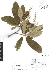 Clethra pringlei image