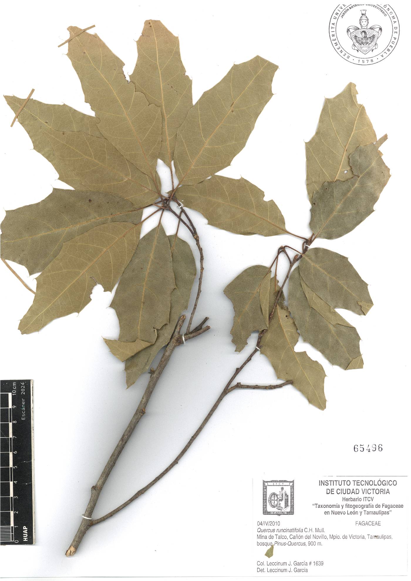 Quercus runcinatifolia image