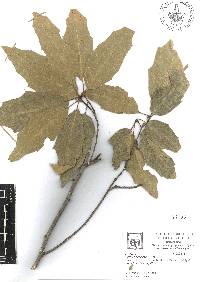 Quercus runcinatifolia image