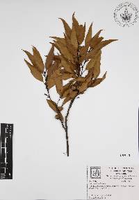 Quercus affinis image