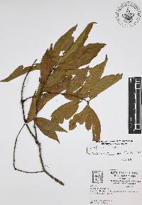 Quercus affinis image