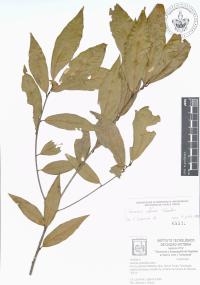 Quercus affinis image