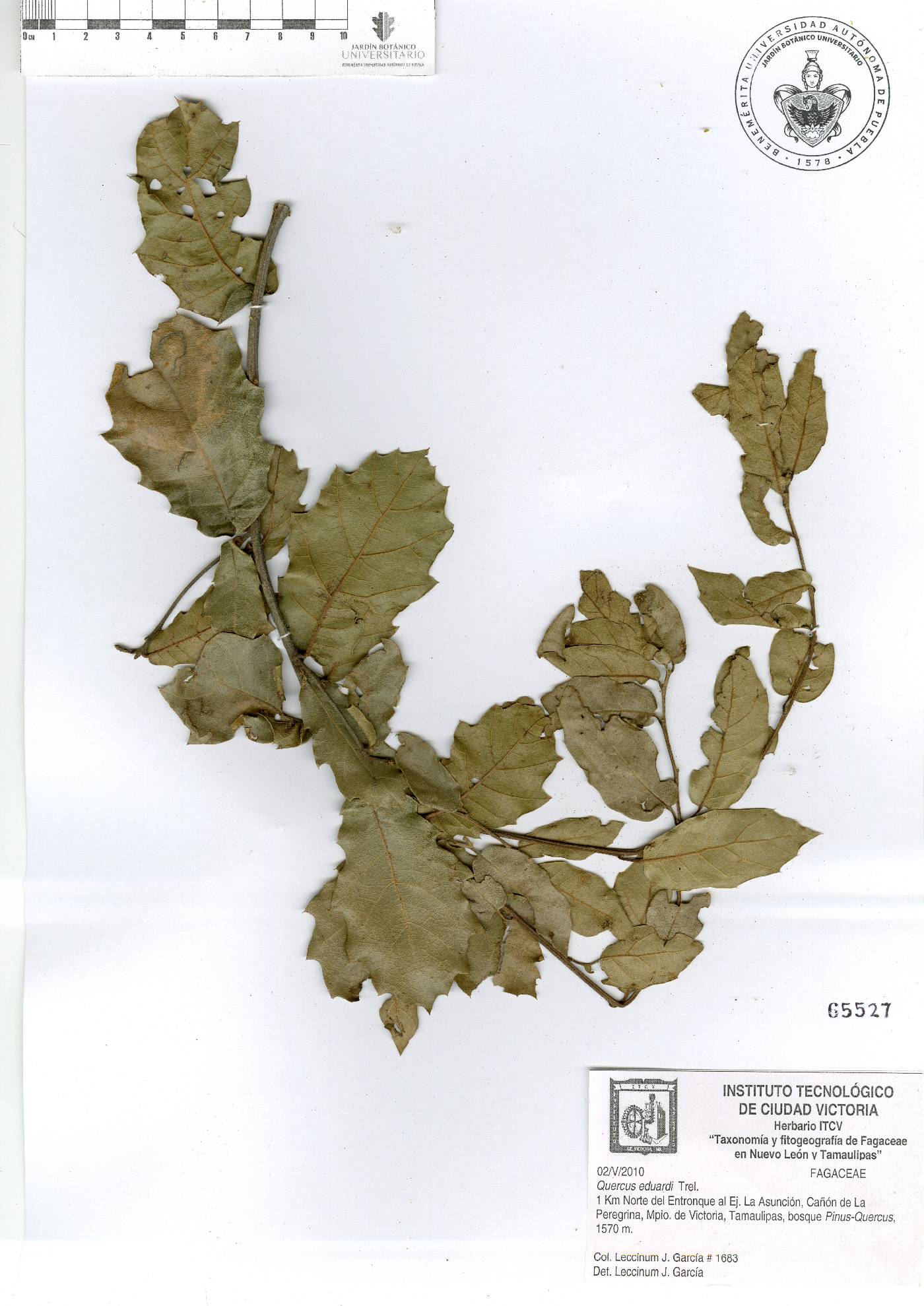 Quercus eduardi image