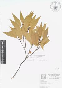 Quercus affinis image