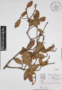 Quercus affinis image