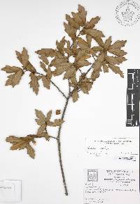 Quercus canbyi image