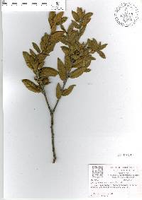 Quercus miquihuanensis image