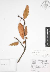 Quercus canbyi image