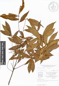 Quercus affinis image