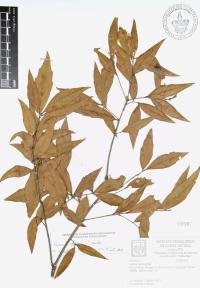 Quercus affinis image